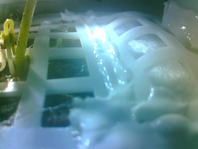 Çin'in Ay'a gönderdiği tohumlar filizlendi